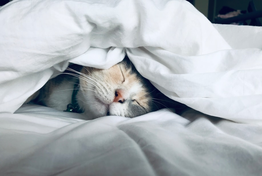 The Art of Better Sleep: Stories, Science, and Comfort