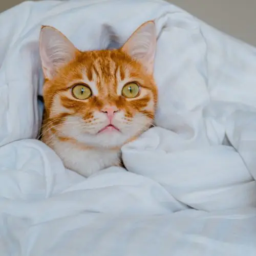 Sleep Insights & Research for Healthier Living
